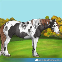 Horse Color:Liver Chestnut Splash Tobiano Rabicano 