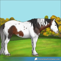 Horse Color:Brown Sabino Splash Tobiano 