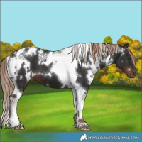 Horse Color:White Spotted Liver Chestnut Tobiano 