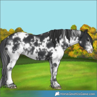 Horse Color:White Spotted Black Sabino 
