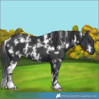 Horse Color:White Spotted Black Sabino 