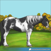 Horse Color:Black Sabino Tobiano Appaloosa 
