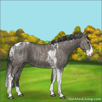 Horse Color:Silver Grullo Roan Splash Tobiano  and Grullo Roan Splash Tobiano 