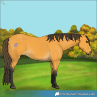 Horse Color:Buckskin 