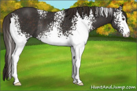 Horse Color:White Spotted Liver Chestnut Rabicano 