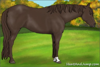 Horse Color:Liver Chestnut