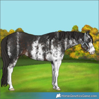 Horse Color:White Spotted Liver Chestnut 