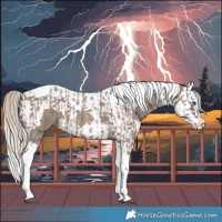 Horse Color:Silver Blue Roan Splash Tobiano and Silver Blue Roan Splash Tobiano