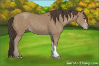 Horse Color:Classic Champagne 