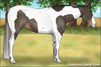Horse Color:Liver Chestnut Tobiano 