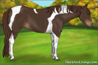 Horse Color:Liver Chestnut Tobiano 
