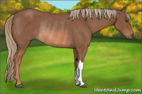Horse Color:Chestnut Rabicano