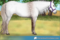 Horse Color:Gray Chestnut Rabicano 