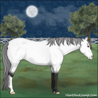 Horse Color:Buckskin Chinchilla Appaloosa