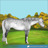 Horse Color:Silver Bay Chinchilla 