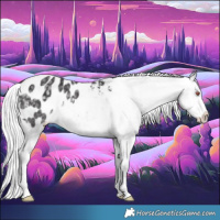 Horse Color:Silver Smoky Black Chinchilla Appaloosa 