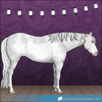 Horse Color:Platinum White Spotted Silver Classic Champagne Chinchilla Frame 