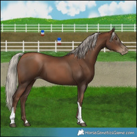 Horse Color:Gray Silver Black Pearl Tobiano 