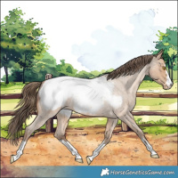 Horse Color:Amber Champagne Roan Appaloosa 