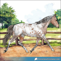 Horse Color:White Spotted Bay Appaloosa