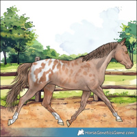 Horse Color:Gold Champagne Appaloosa 
