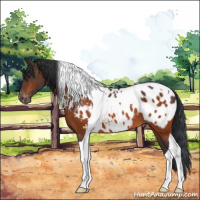 Horse Color:Brown Tobiano Appaloosa 