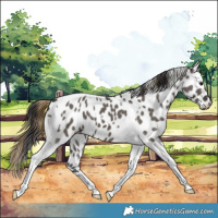 Horse Color:Smoky Grullo Tobiano Appaloosa
