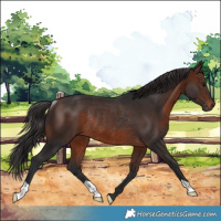 Horse Color:Brown Rabicano 
