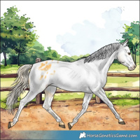 Horse Color:Palomino Appaloosa 