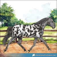 Horse Color:Liver Chestnut Appaloosa 