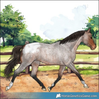 Horse Color:Bay Roan Snowcap 