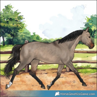 Horse Color:Brown Dun 