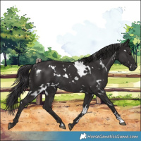 Horse Color:White Spotted Smoky Black Rabicano 