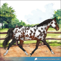 Horse Color:Brown Near Leopard 