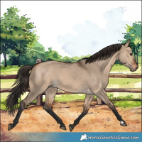 Horse Color:Bay Dun 