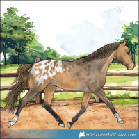 Horse Color:Buckskin Appaloosa 