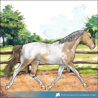 Horse Color:White Spotted Buckskin Tobiano Appaloosa 