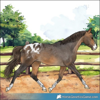 Horse Color:Buckskin Appaloosa 