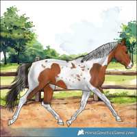 Horse Color:Bay Tobiano Varnish 