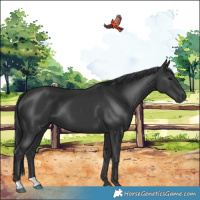 Horse Color:Black 