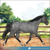 Horse Color:Blue Roan Appaloosa 