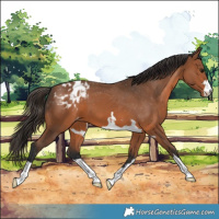 Horse Color:Bay Appaloosa 