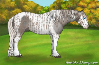 Horse Color:Silver Blue Roan Splash Tobiano  and Gray Silver Blue Roan Splash Tobiano 