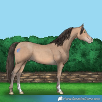 Horse Color:Amber Champagne 