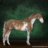 Horse Color:Chocolate Palomino Sabino 
