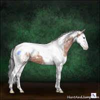 Horse Color:Bay Splash Tobiano Appaloosa 