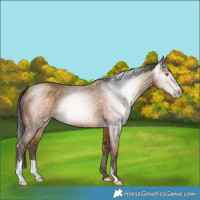 Horse Color:Gray Amber Champagne 