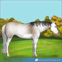 Horse Color:Gray Classic Cream Champagne Splash 