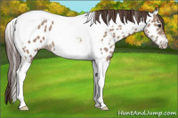 Horse Color:Classic Champagne Tobiano Appaloosa