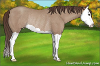 Horse Color:Classic Champagne Splash Rabicano